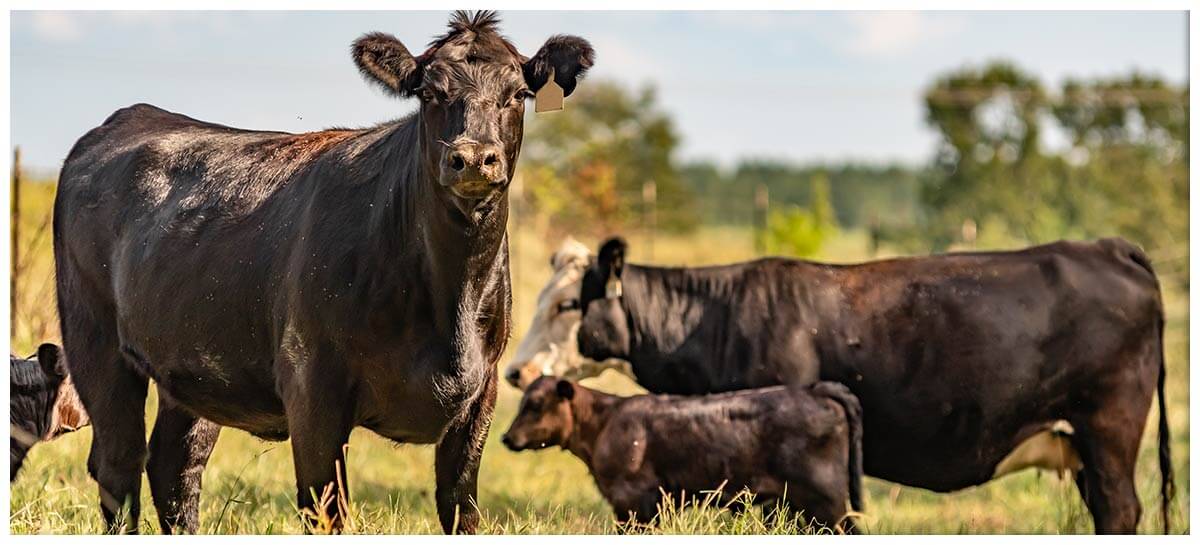 Angus