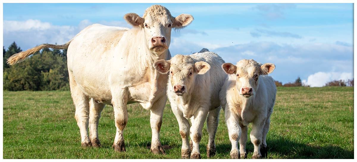 Charolais