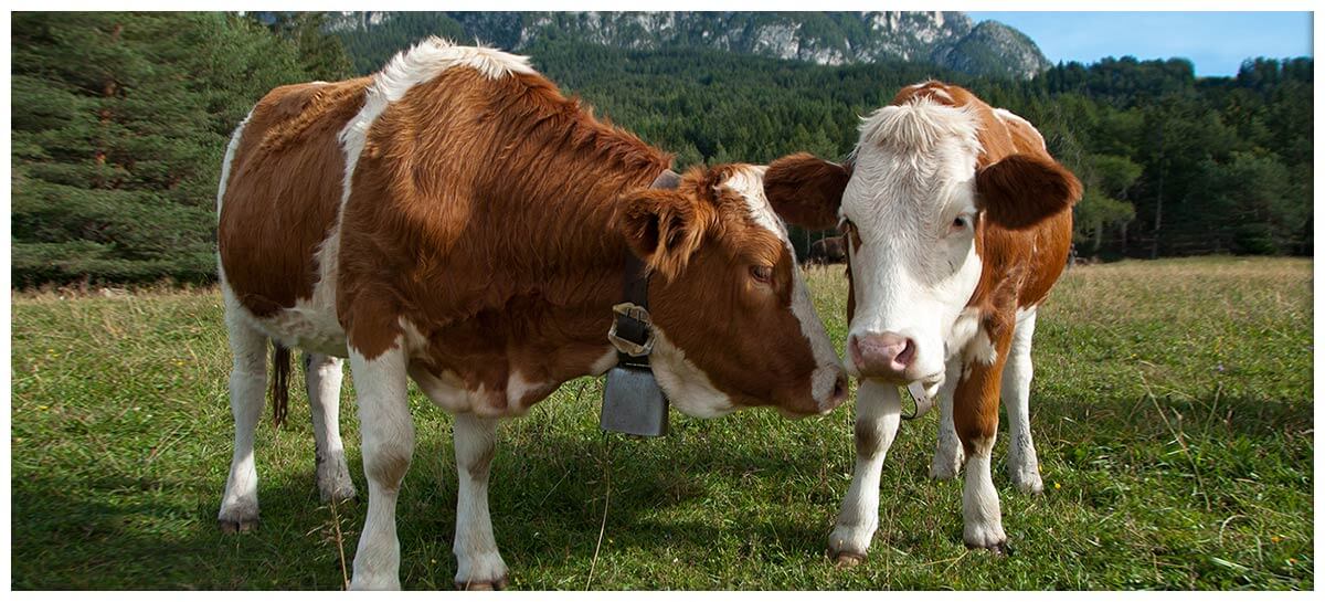 Simmentaler