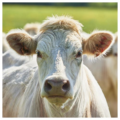 Charolais-Kuh