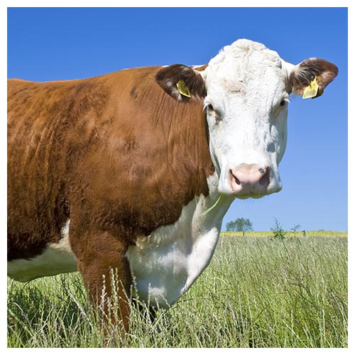 Hereford-Kuh