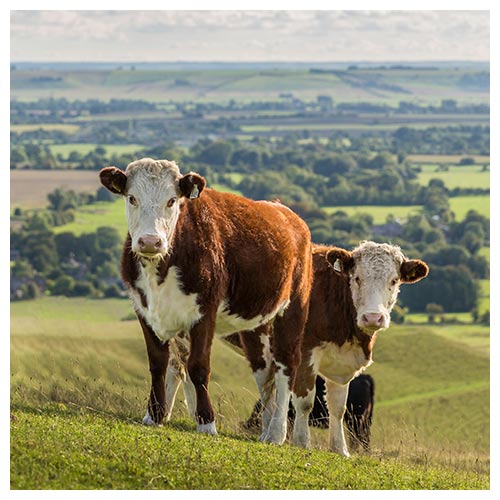 Hereford-Rinder