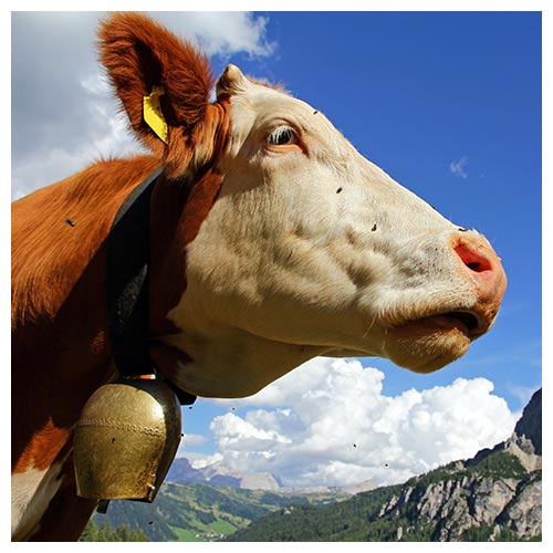 Angus-Kuh