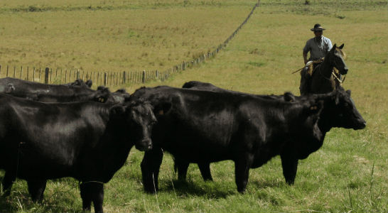 Kontrolle vor Ort - Ein Gaucho bei seinen Rindern