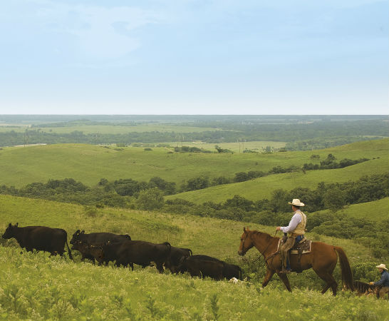 US-Gaucho mit Rindern auf den Weiden der USA