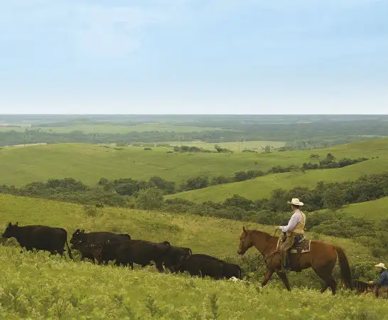 US-Gaucho mit Rindern auf den Weiden der USA