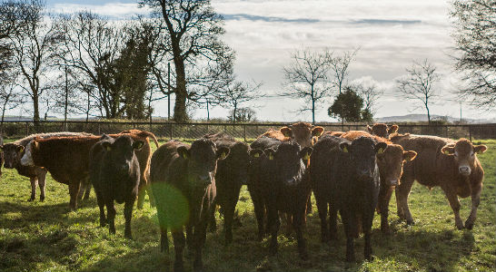 Irische Hereford- und Angus-Rinder auf der Weide