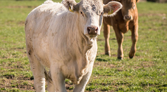 Perfektes Fleisch für unsere Steaks
