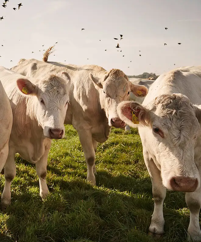 Warum Regionalität für unser Fleisch so wichtig ist