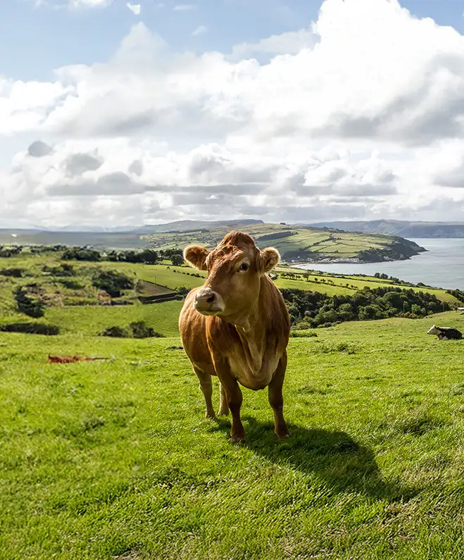 Irland – lange Weidezeiten, ausgewogene Marmorierung