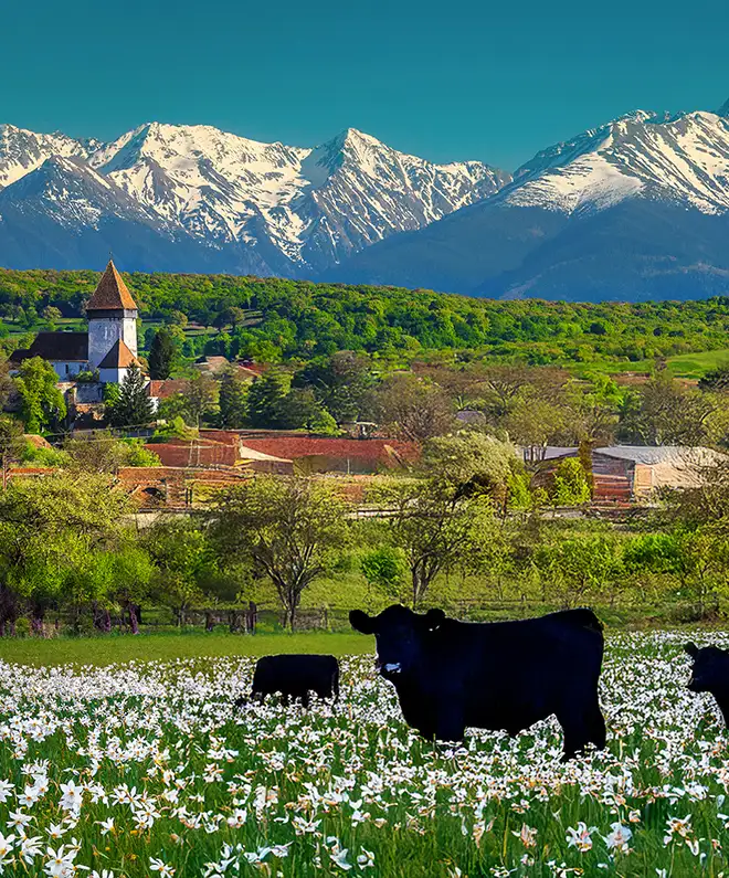 Irland – lange Weidezeiten, ausgewogene Marmorierung