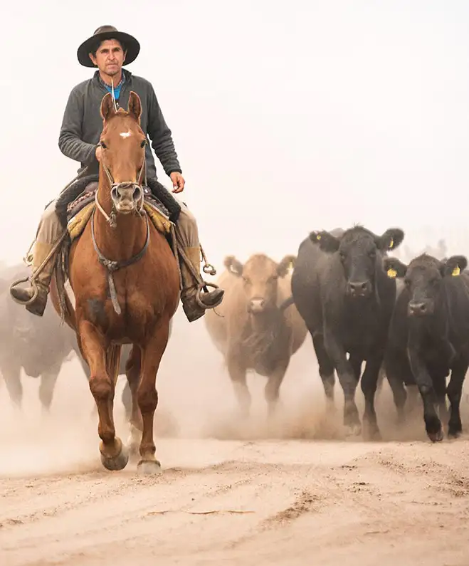 Uruguay & Argentinien – grasgefüttert, aromatisch (Angus / Hereford)