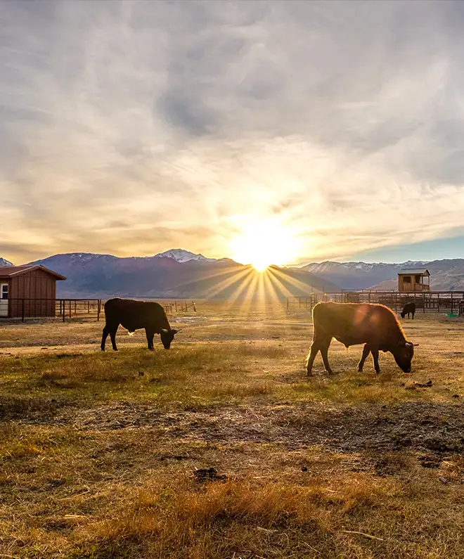 Uruguay & Argentinien – grasgefüttert, aromatisch (Angus / Hereford)