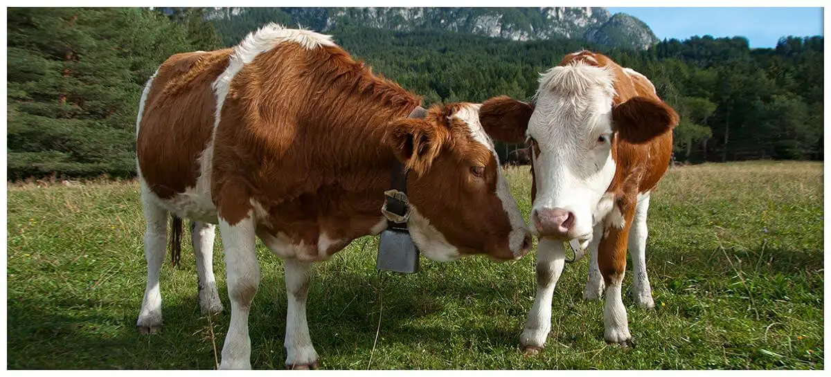 Simmentaler
