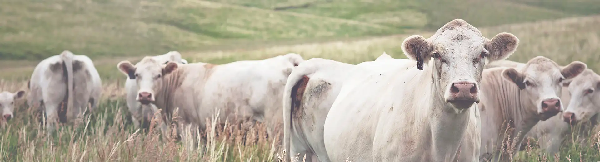 20200922_LP_Rinderrassen_Charolais_1920x520