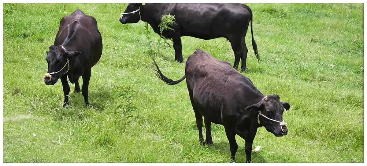 Wagyu