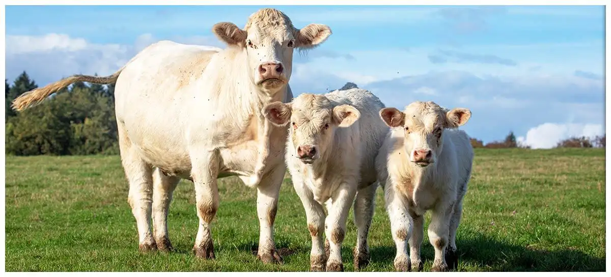 Charolais