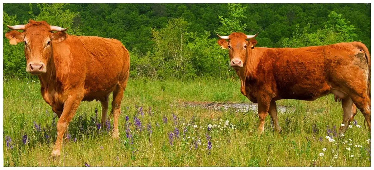 Limousin