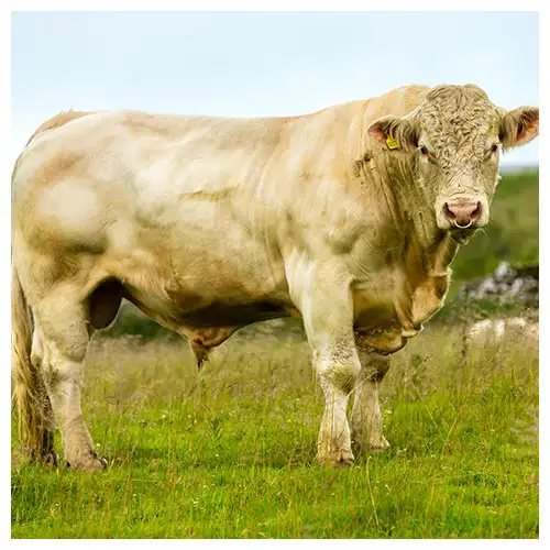 20200922_LP_Rinderrassen_Charolais_02_500x500