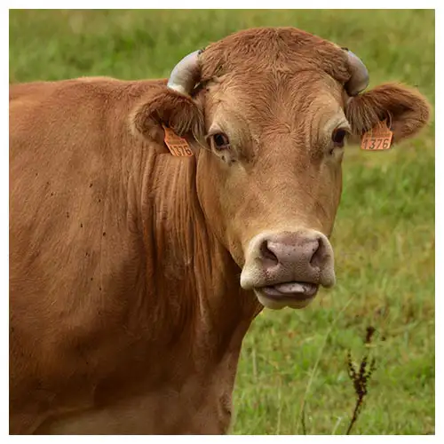20200922_LP_Rinderrassen_Limousin_01_500x500 (1)