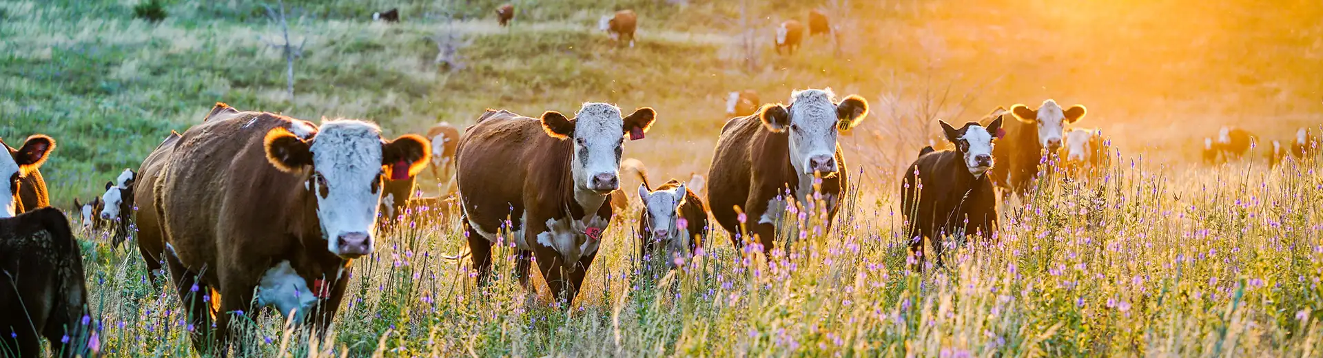 20200922_LP_Rinderrassen_Hereford_1920x520