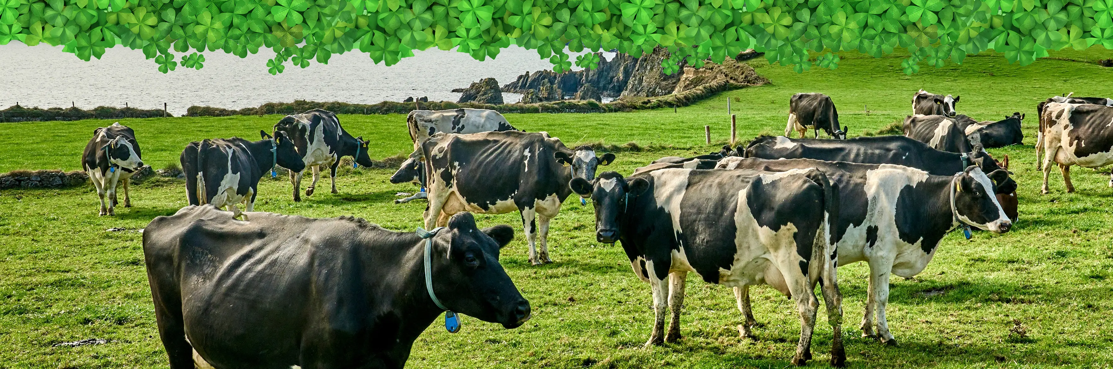 st_patricks_day_2024_cows_in_ireland