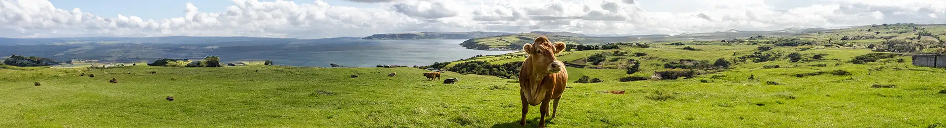 Irland